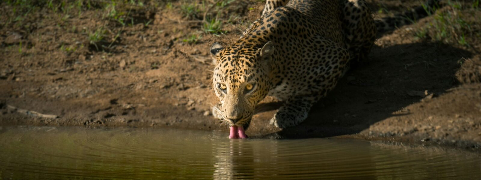 Yala National Park